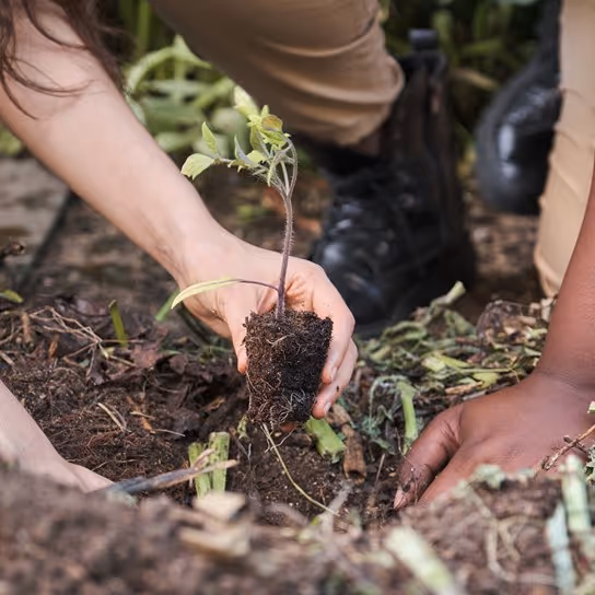 Two individuals planting a small seedling in the soil, with one person using their hand to hold the plant and the other positioning it in the ground. They are surrounded by greenery.