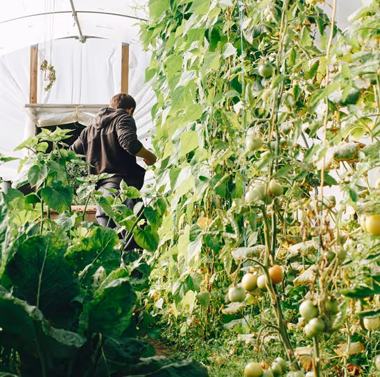 A person tending to plants in a greenhouse, surrounded by climbing green vines and tomato plants. Lush greenery fills the space, creating a vibrant agricultural atmosphere.