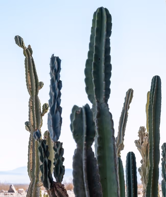 A group of tall green cacti with distinct ribbed textures and varying heights against a clear blue sky. Some cacti show multiple arms reaching upwards.