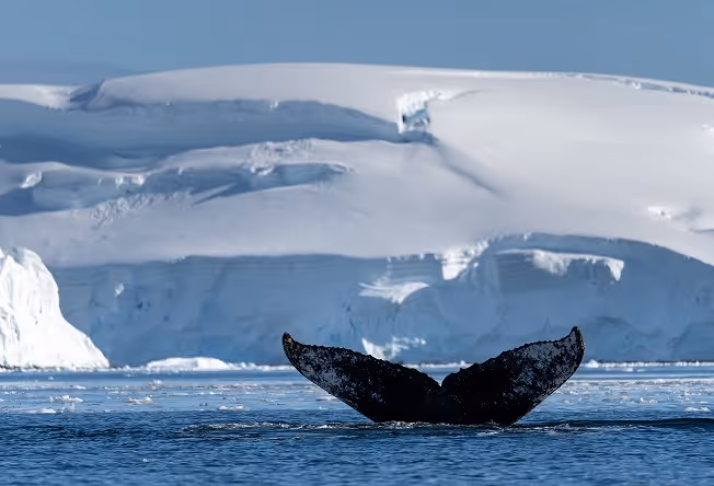 A humpback whale diving, showing its distinctive tail, against a backdrop of snow-covered icy formations and a clear blue sky.