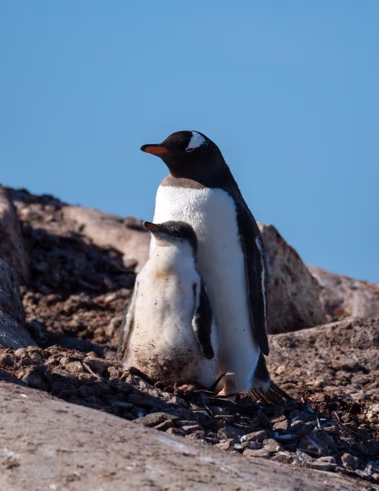A gentoo penguin standing beside a chick on rocky terrain, with a clear blue sky in the background.