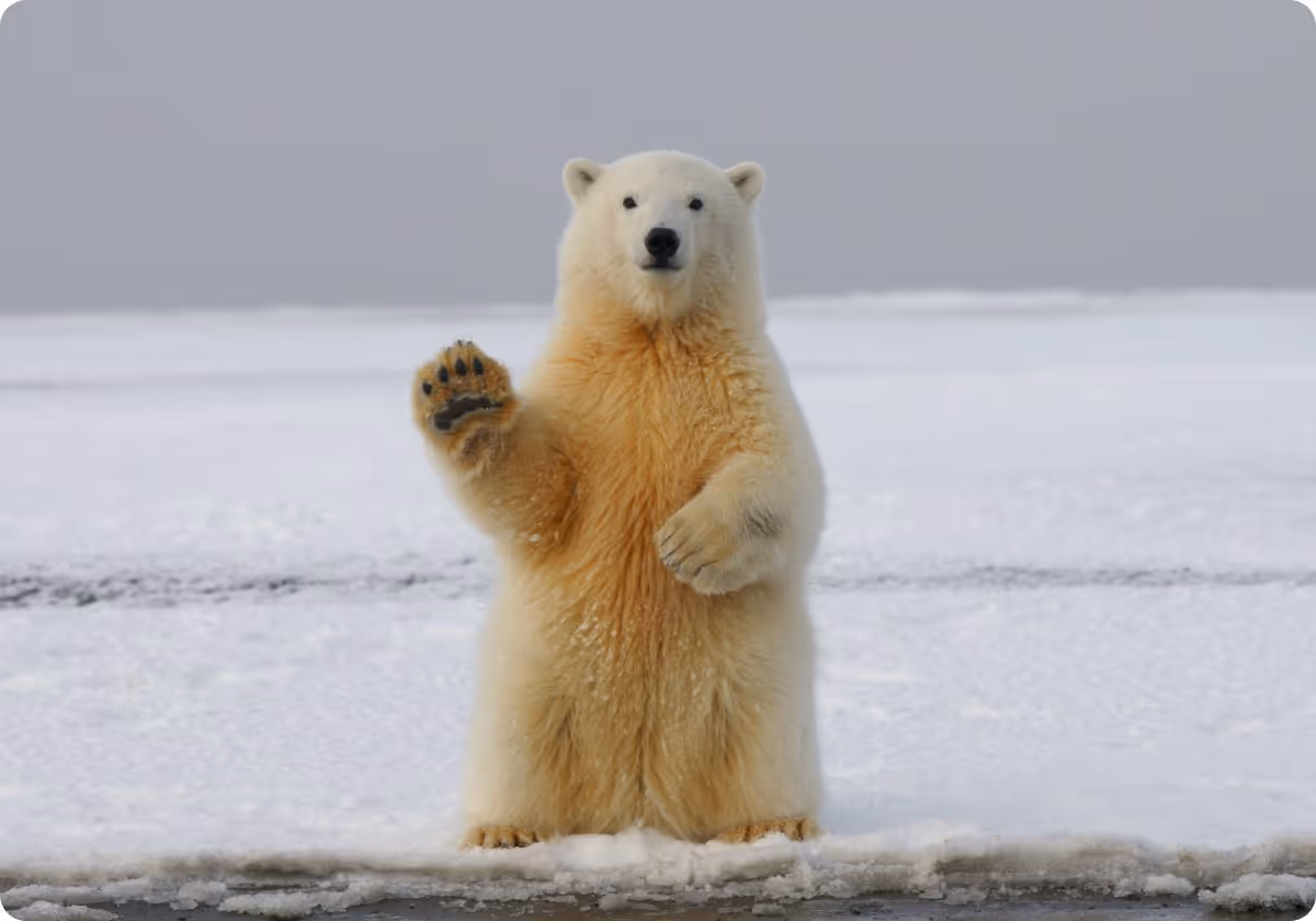 A polar bear standing on its hind legs on a snowy surface, with one paw raised as if waving. The background features a blurred, icy landscape under a gray sky.
