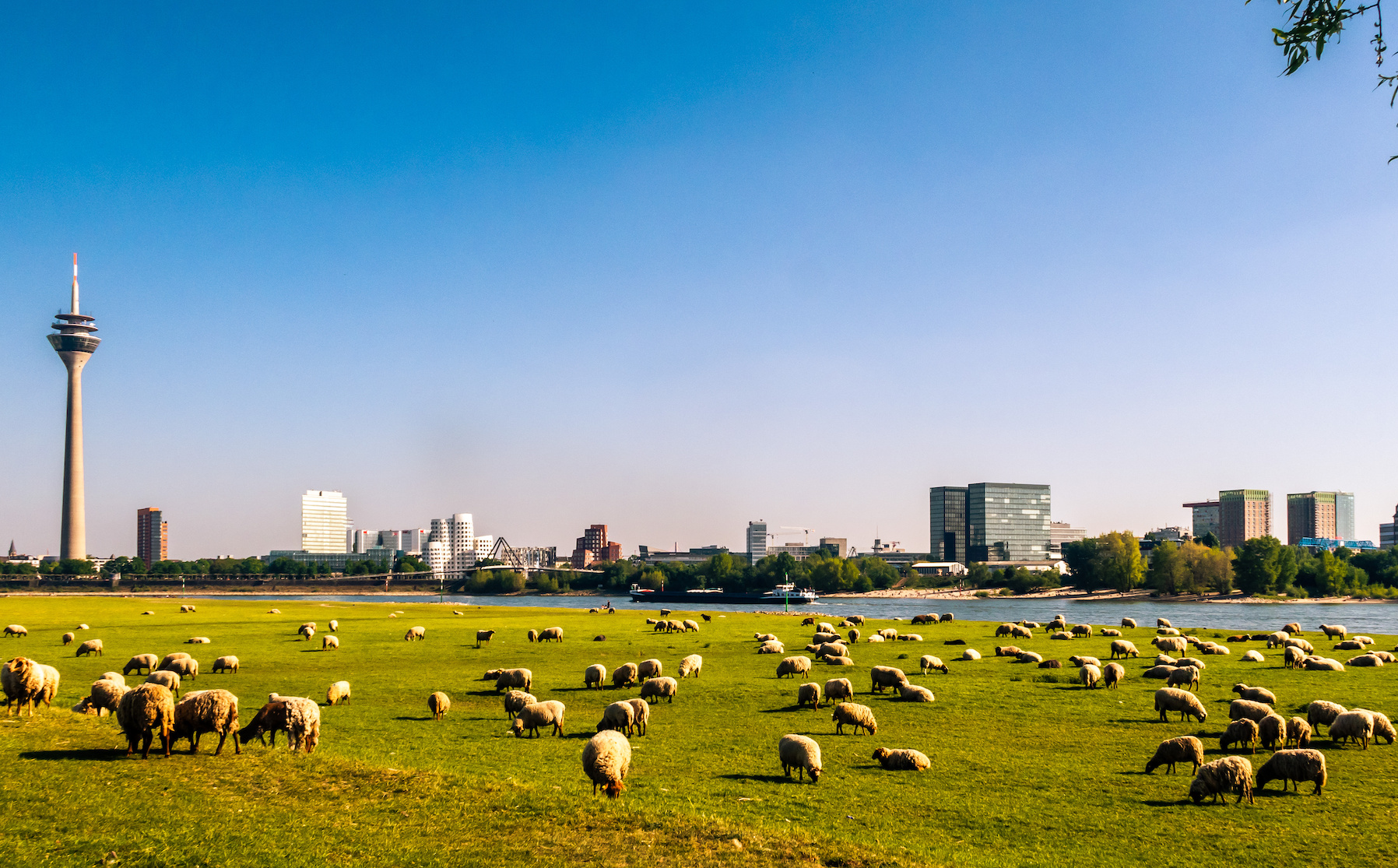 Klimaziele in Düsseldorf: Klimaneutralität bis 2035