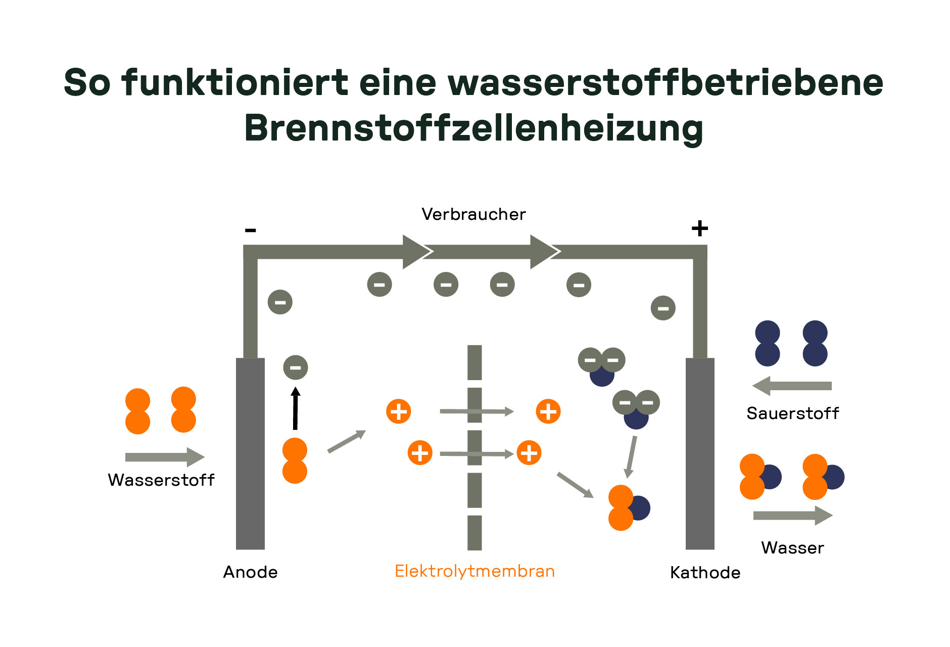 Grafik zur Funktionsweise einer wasserstoffbetriebenen Brennstoffzellenheizung: Wasserstoff gelangt zur Anode, Sauerstoff zur Kathode. In der Elektromembran werden Elektronen und Protonen getrennt. Die Elektronen erzeugen über einen Stromkreis elektrische Energie für den Verbraucher, die Protonen verbinden sich mit Sauerstoff zu Wasser.