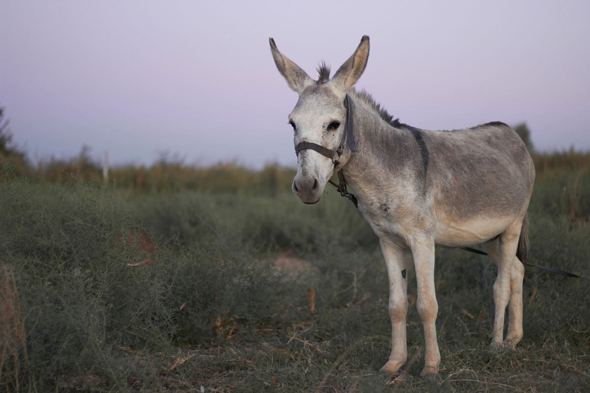 The Parable of the Donkey
