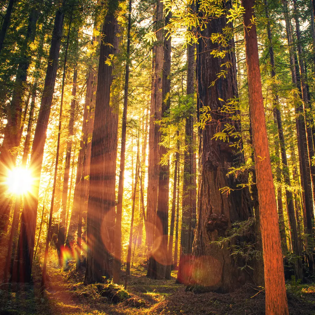 Golden Sunlight Filtering Through Redwood Forest Trees Stunning golden sunlight streams through tall redwood trees in a peaceful forest, creating a magical glow and vibrant lens flares among the trunks.