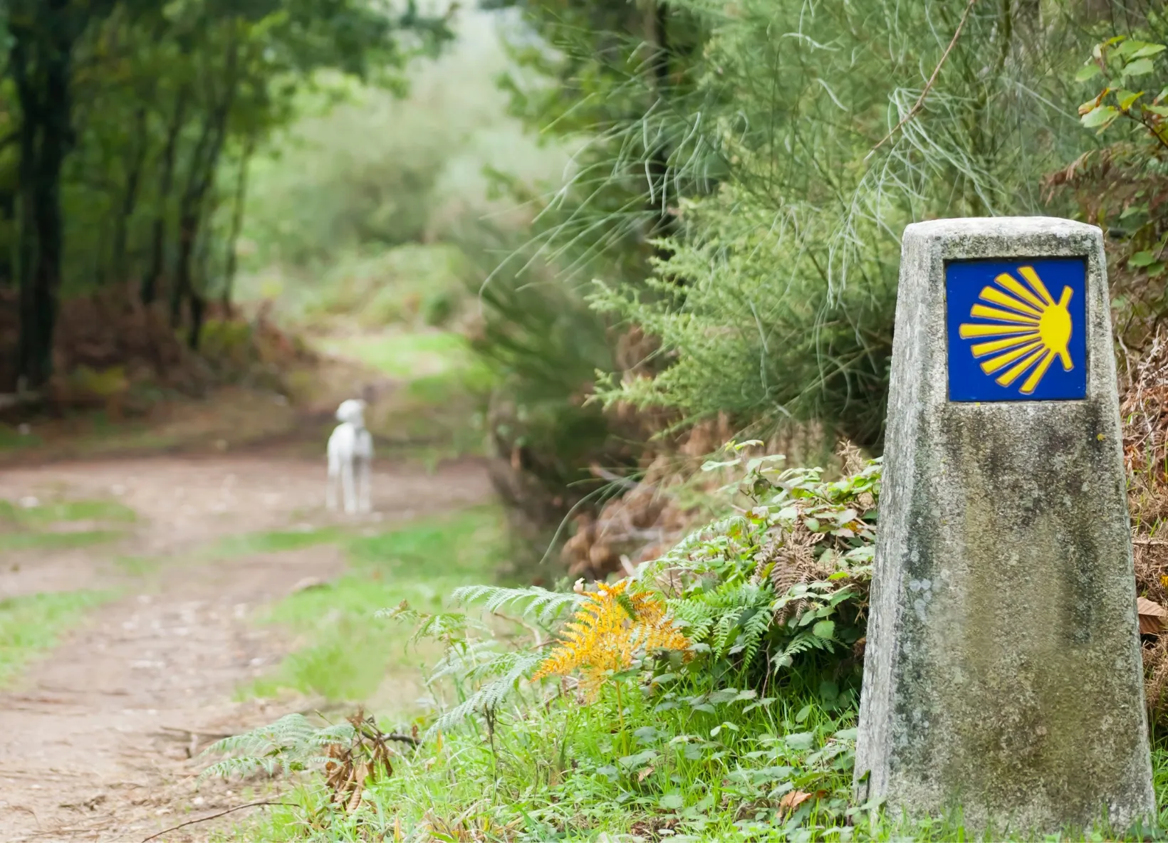 A Camino de Santiago way marker with the iconic yellow shell guides pilgrims along Spain’s legendary pilgrimage route through forests and villages.