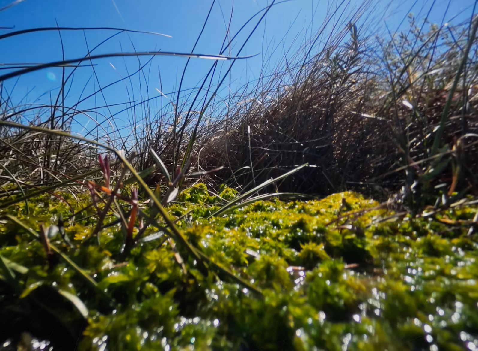 close-up van veenmos (sphagnum), de plant waaruit veen groeit, in de VR-ervaring Traces