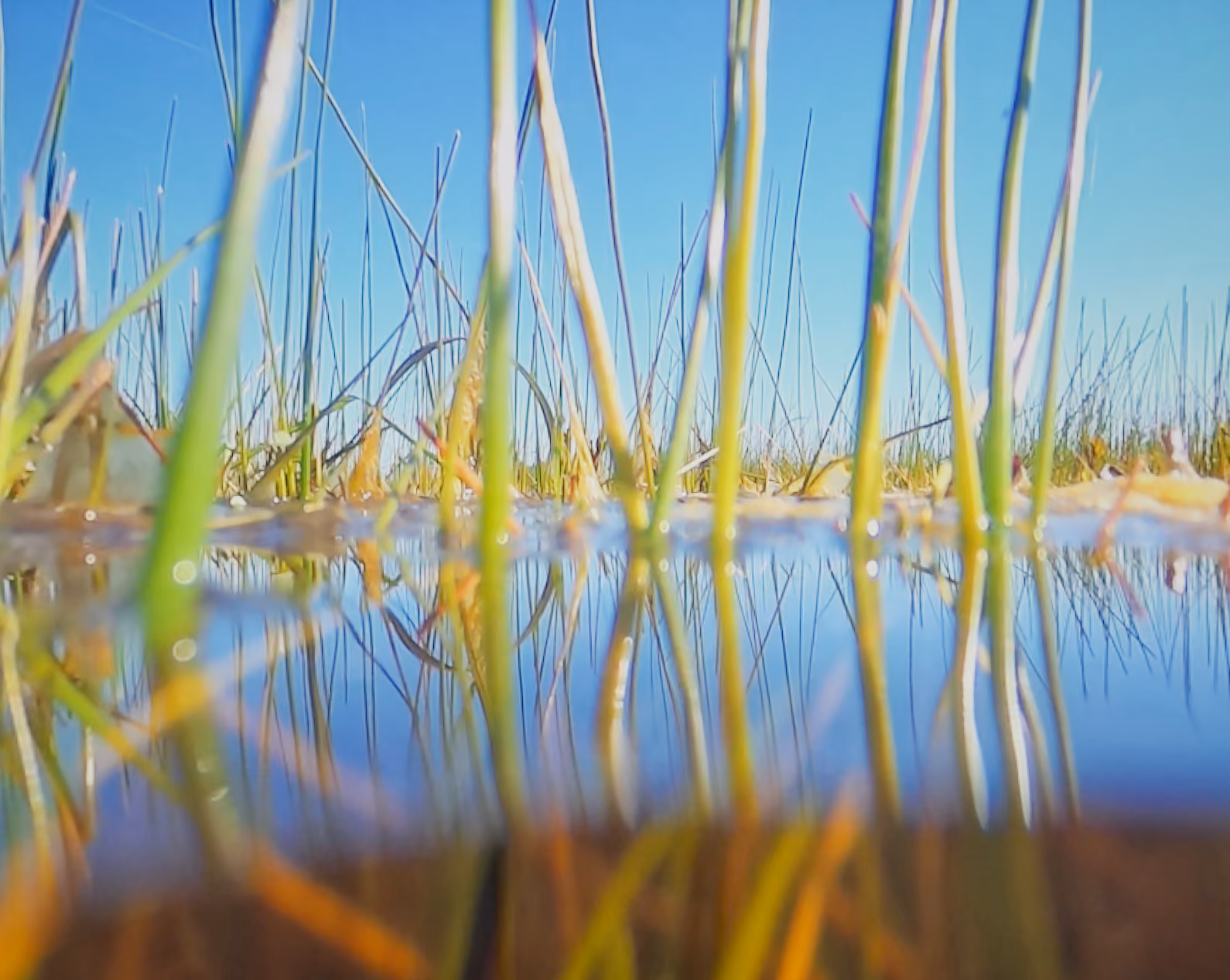 zicht onder het wateroppervlak van een veen, met rietstengels tot in de veenbodem, uit de VR-ervaring Traces