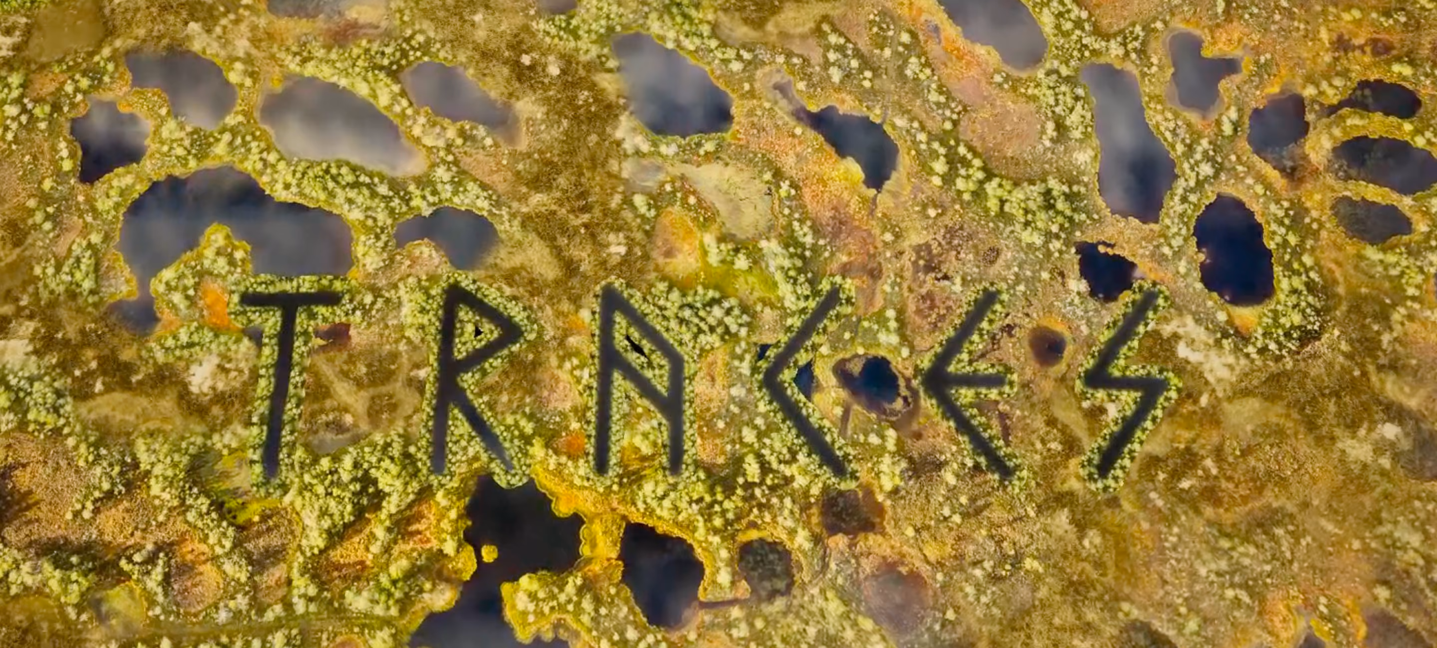 Traces: a VR journey through the peatlands
