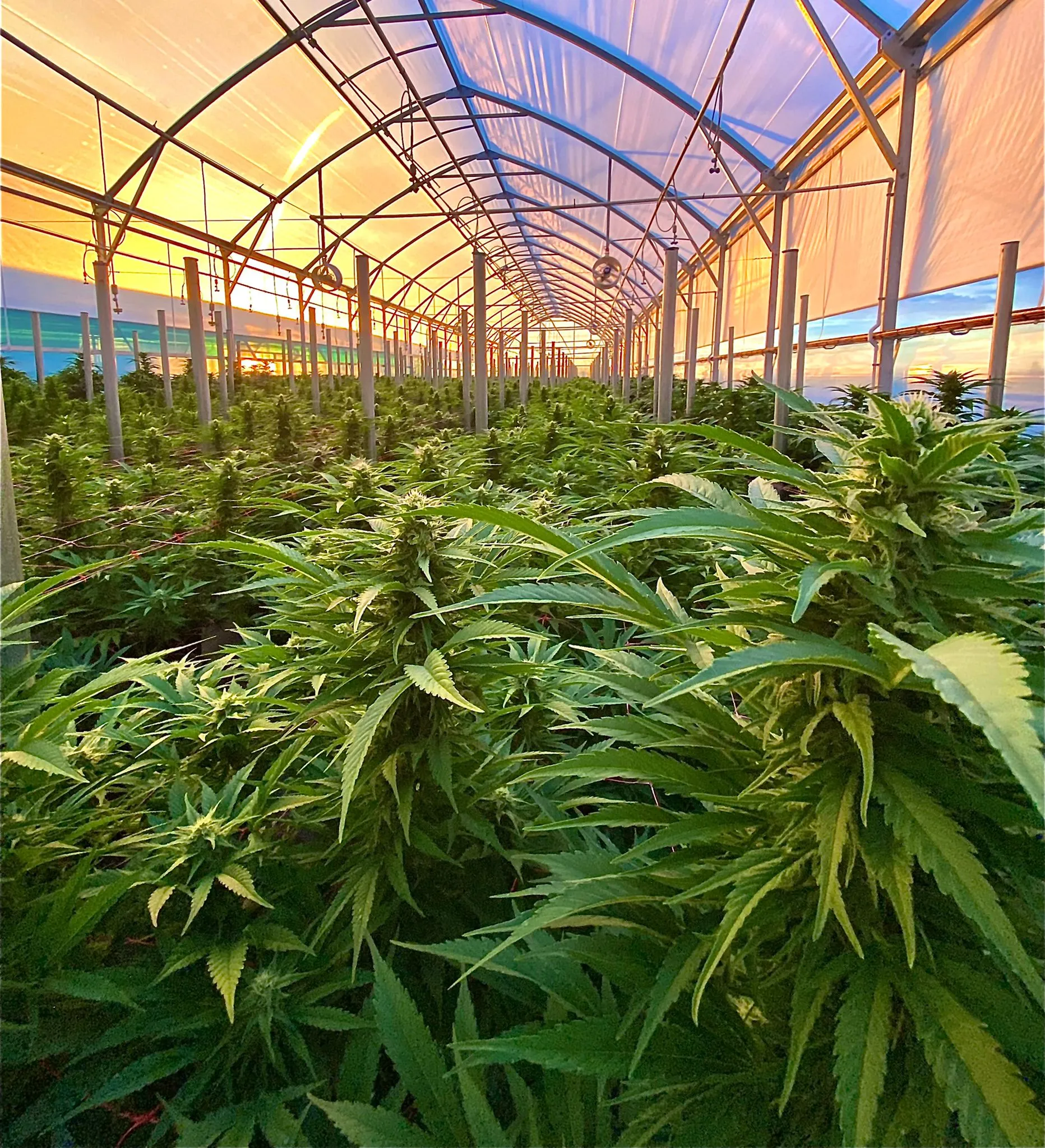 Puro's cannabis facility will use Elevated Signals seed-to-sale software 