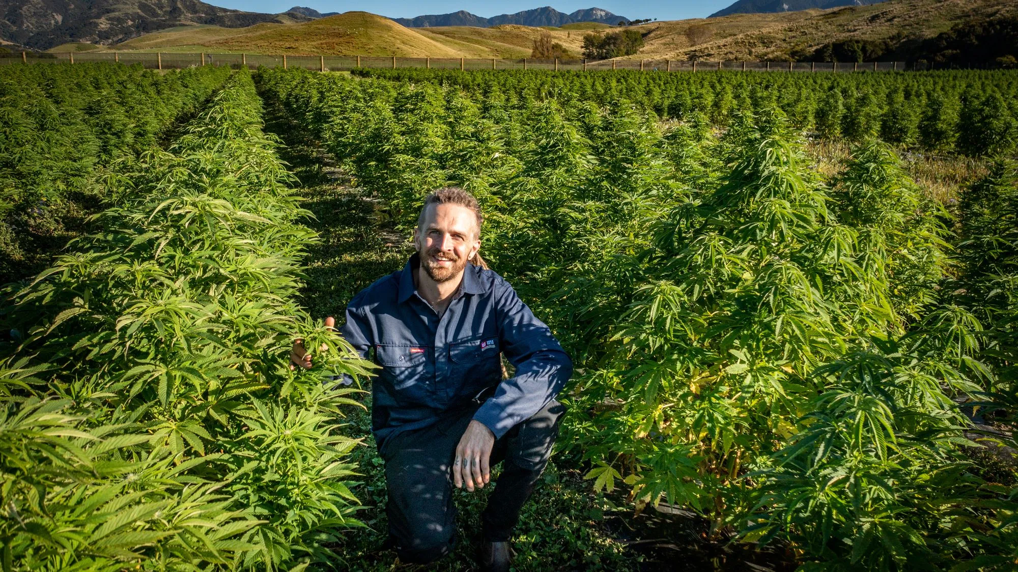 Puro will use Elevated Signals as its seed to sale system