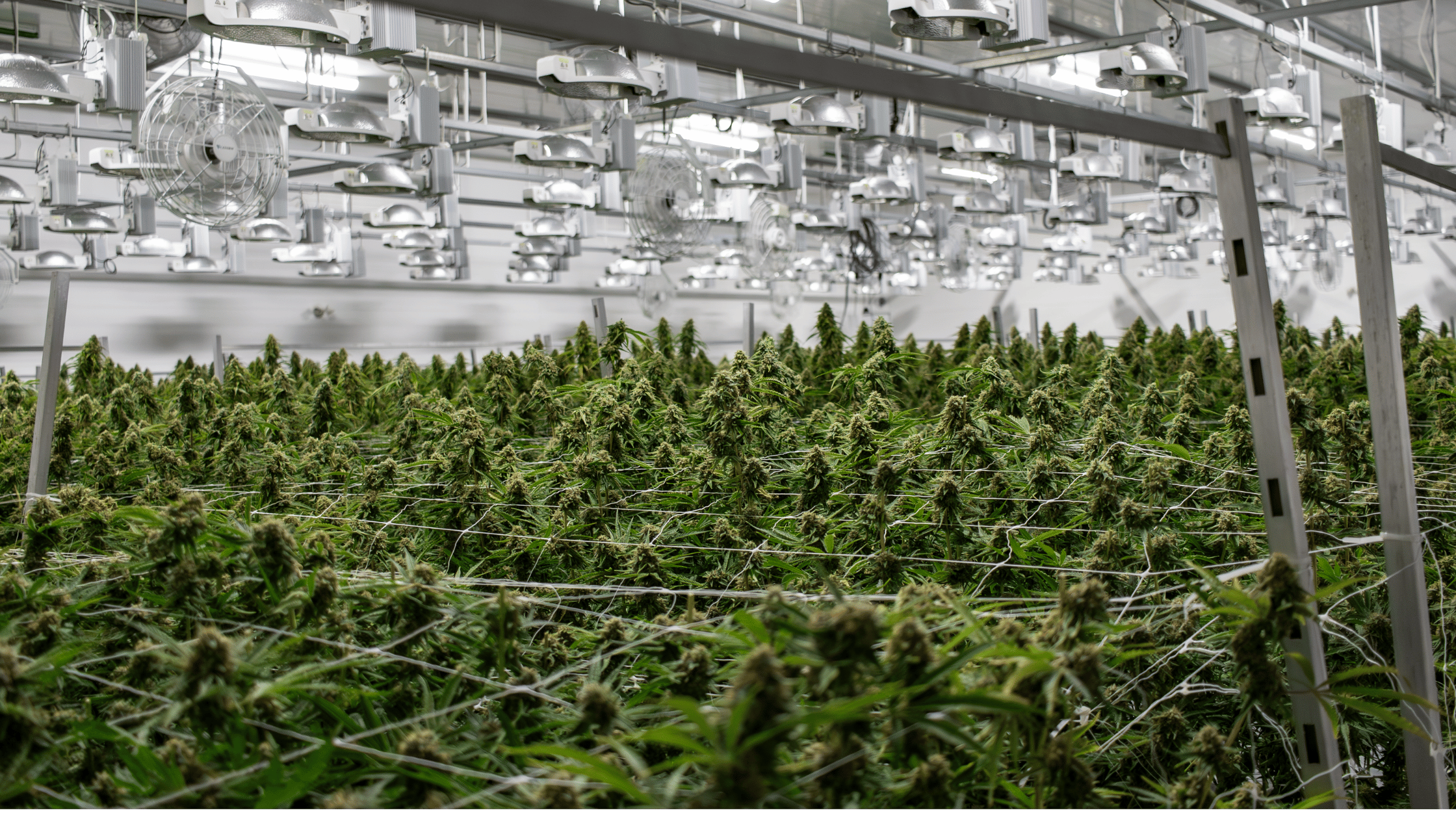 Safari Flower Canopy