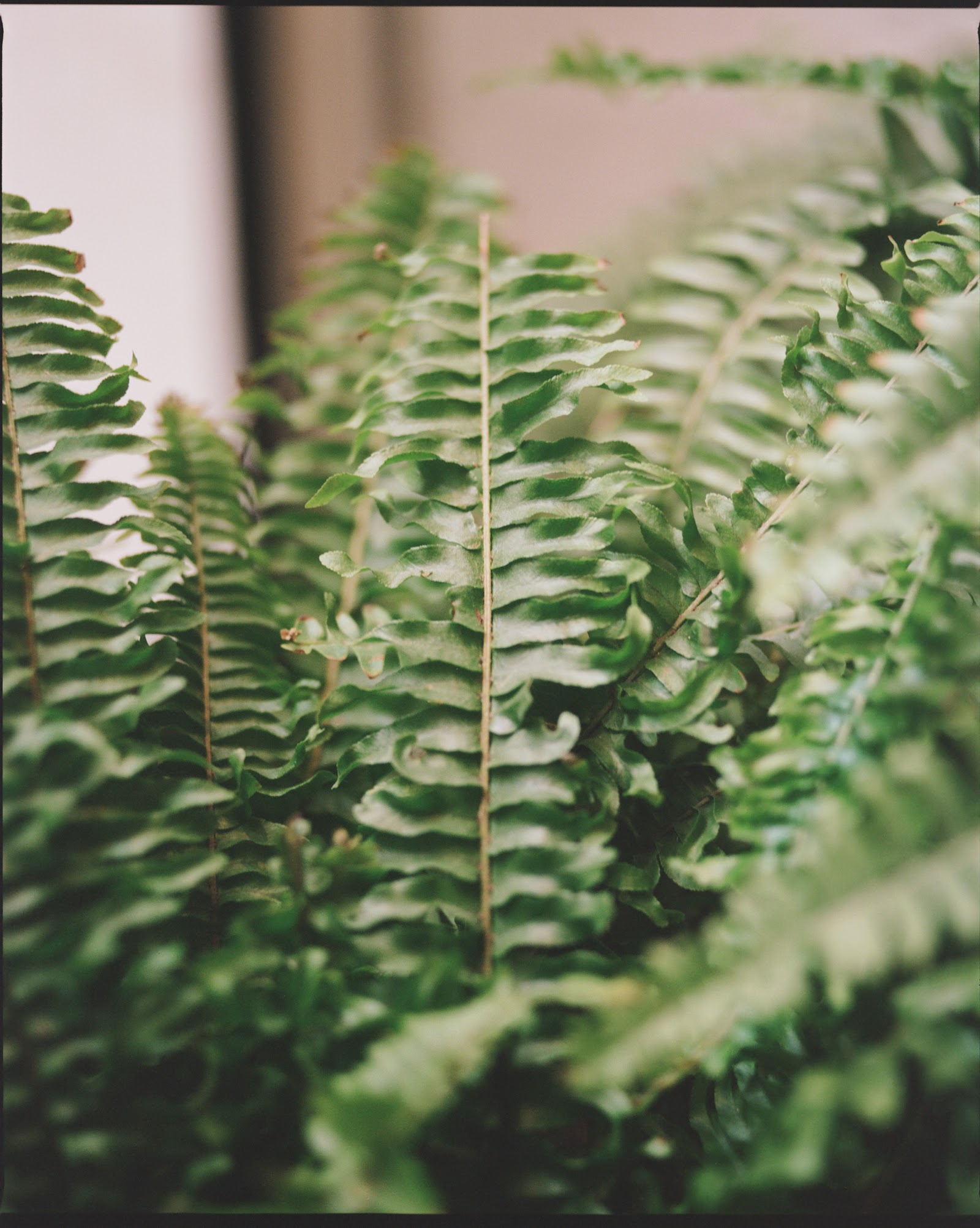 Fern detail at Lore