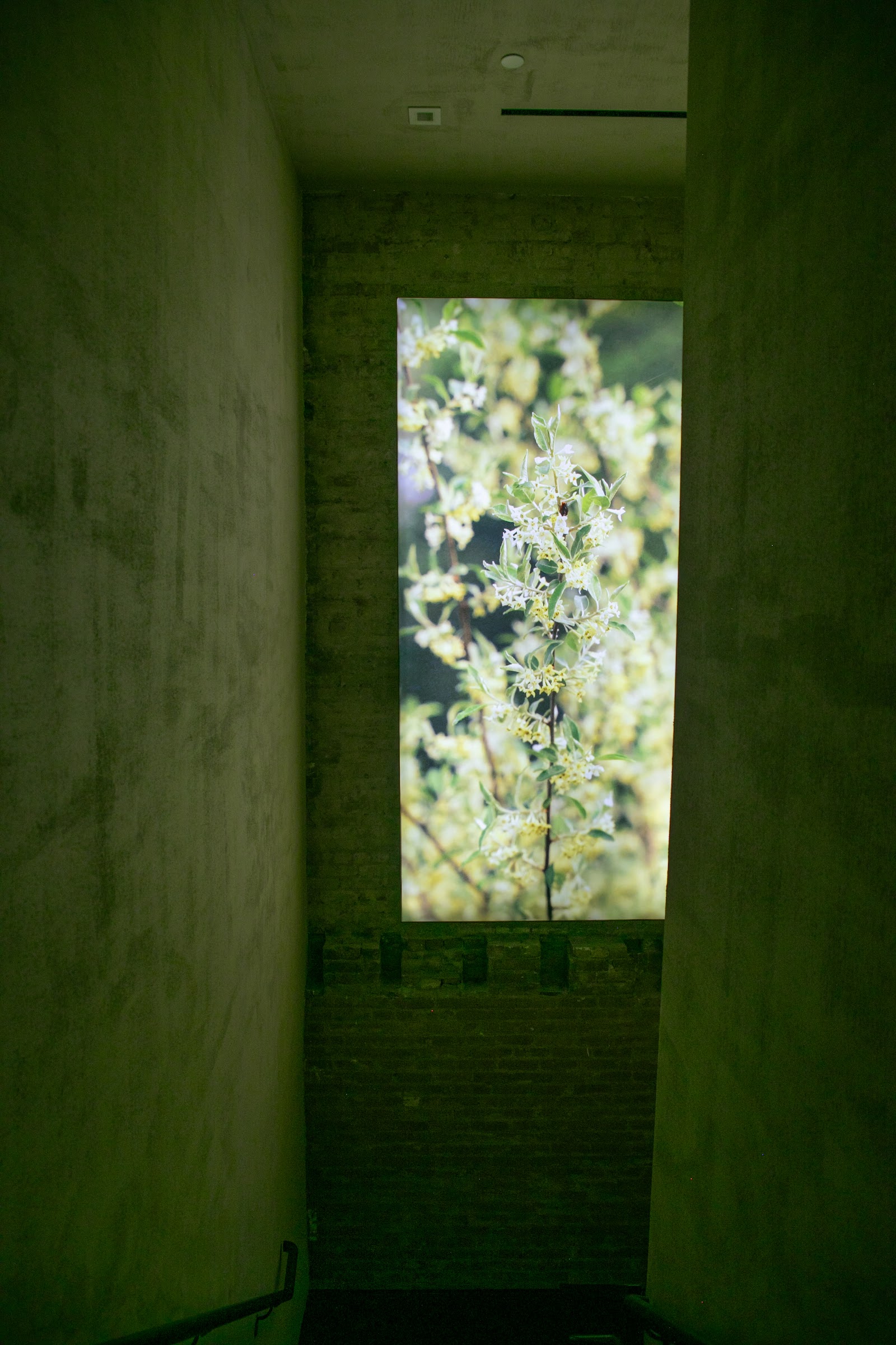 Botanical hallway at Lore Bathing Club — CTA