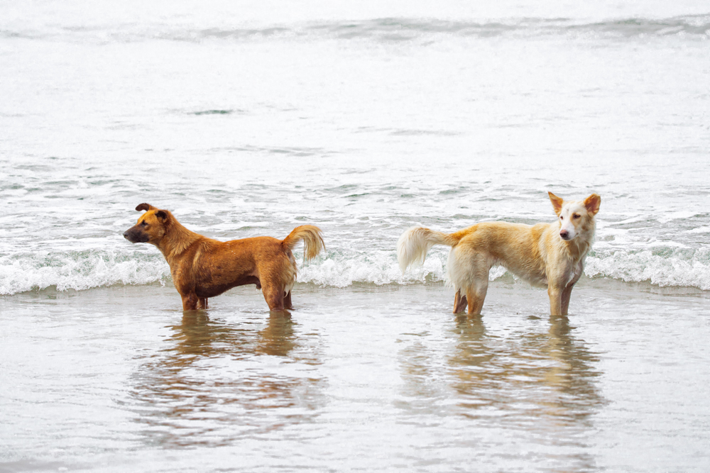 Two beach dogs standing in the shallow water at Dewata Beach, Galle, Sri Lanka.