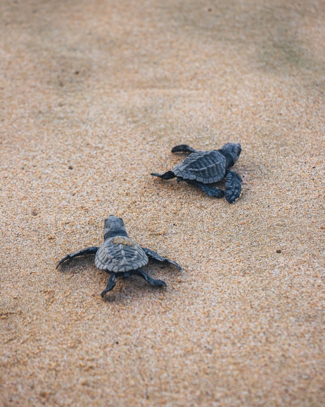 Baby turtles crawling toward the ocean in Galle, Sri Lanka
