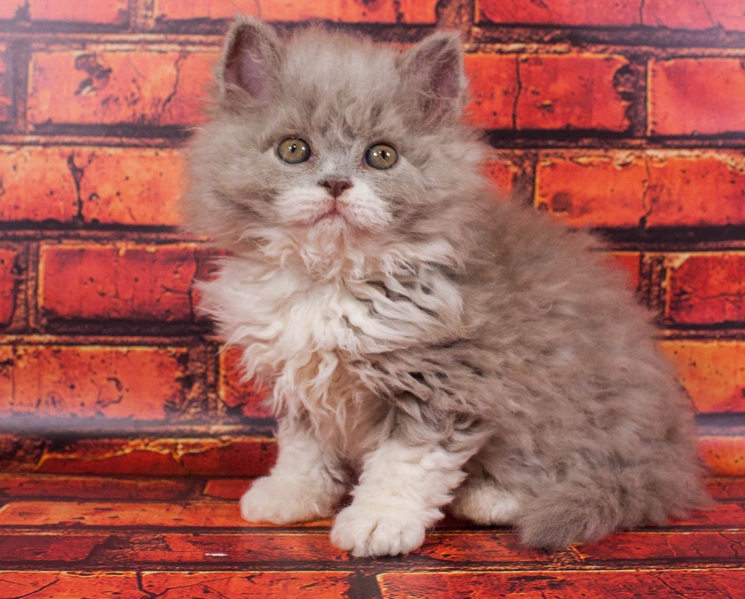 selkirk rex cats for sale