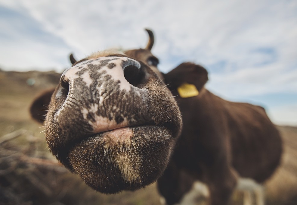 wide angle lens used for a close up portrait of a cow. 
