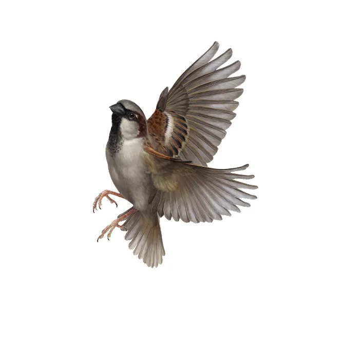 Abbildung eines Haussperlings