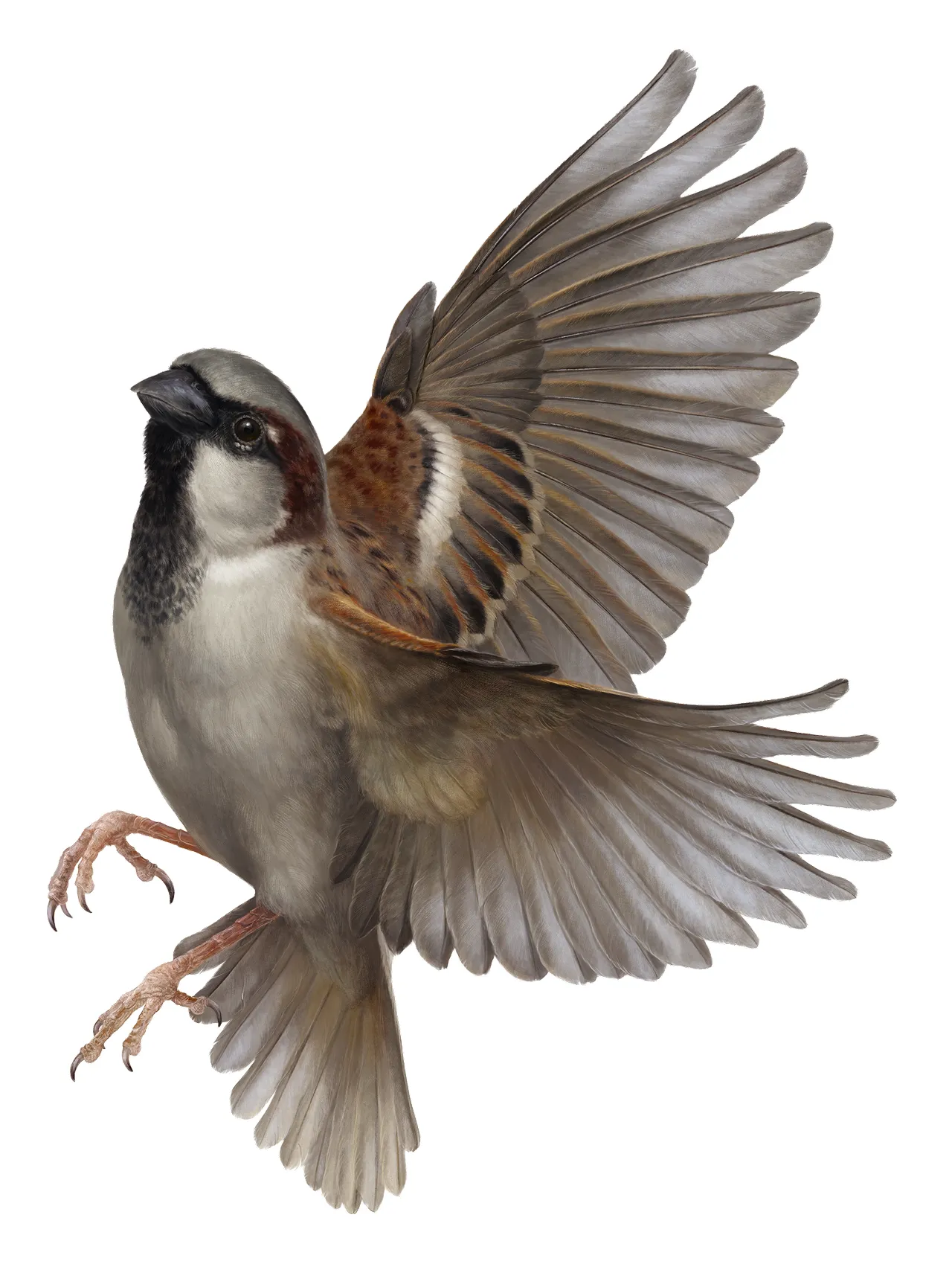 Abbildung eines Haussperlings