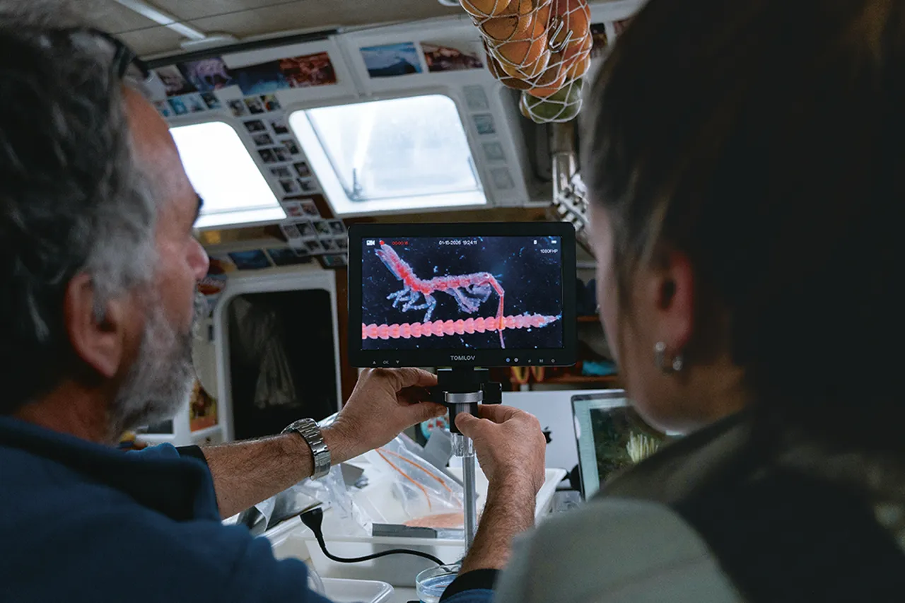 Korallenexperte Lorenzo Bramanti und Luisa Neubauer betrachten eine Weichkoralle mit darauf sitzendem Krebstier unter dem Mikroskop