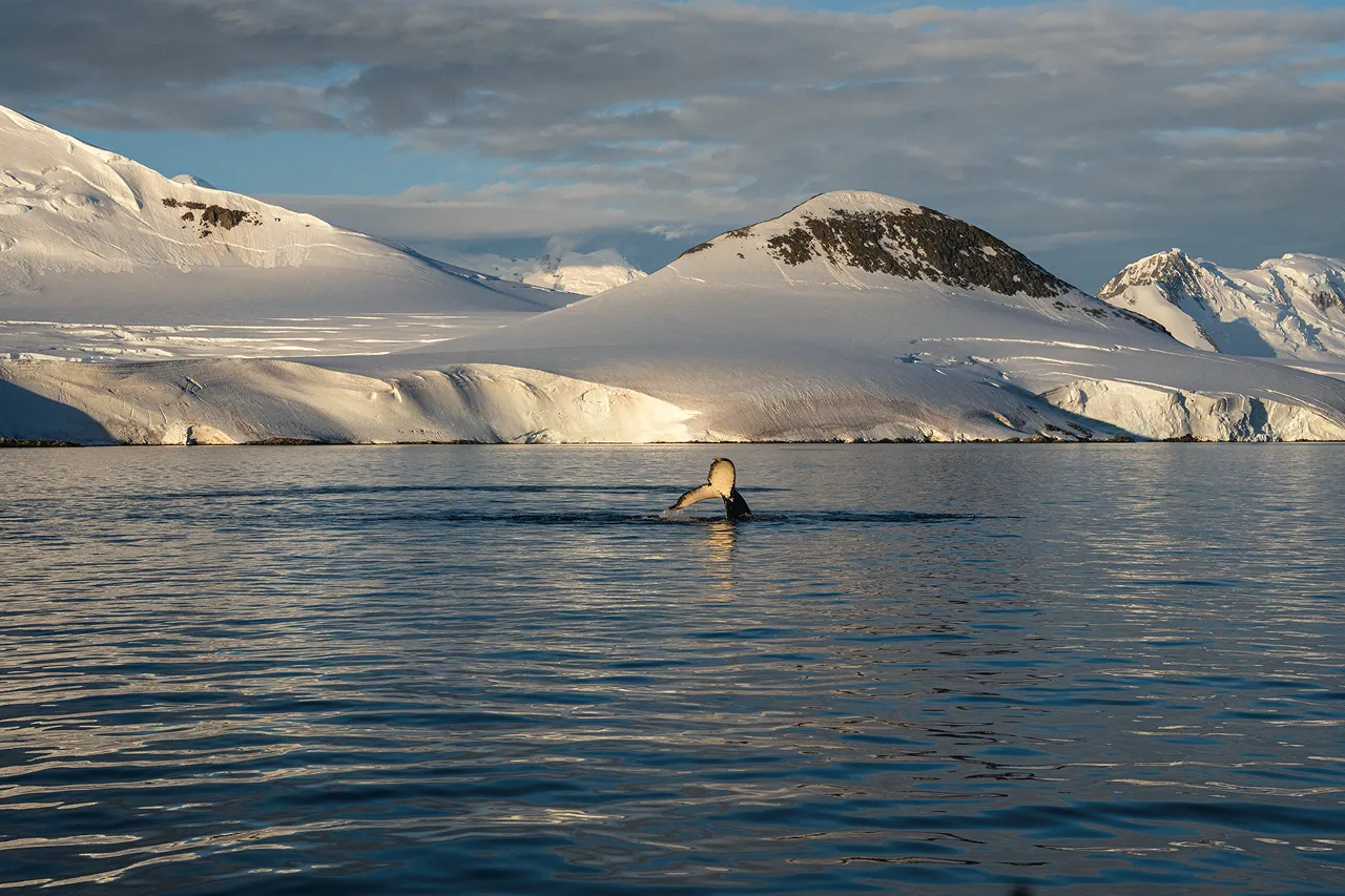 Die Schwanzflosse eines Buckelwals beim Blasennetzfischen