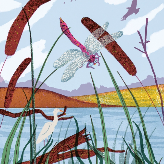 Illustration einer rosa Libelle über ein Teichufer mit Rohrkolben und einem weißen Reiher