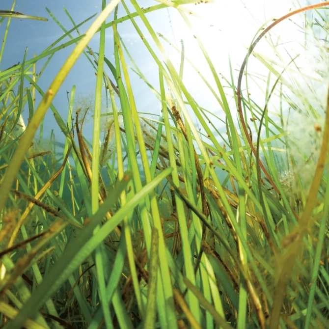 Unterwasseraufnahme von grünem Seegras mit Sonnenlicht, das durch klares Wasser scheint