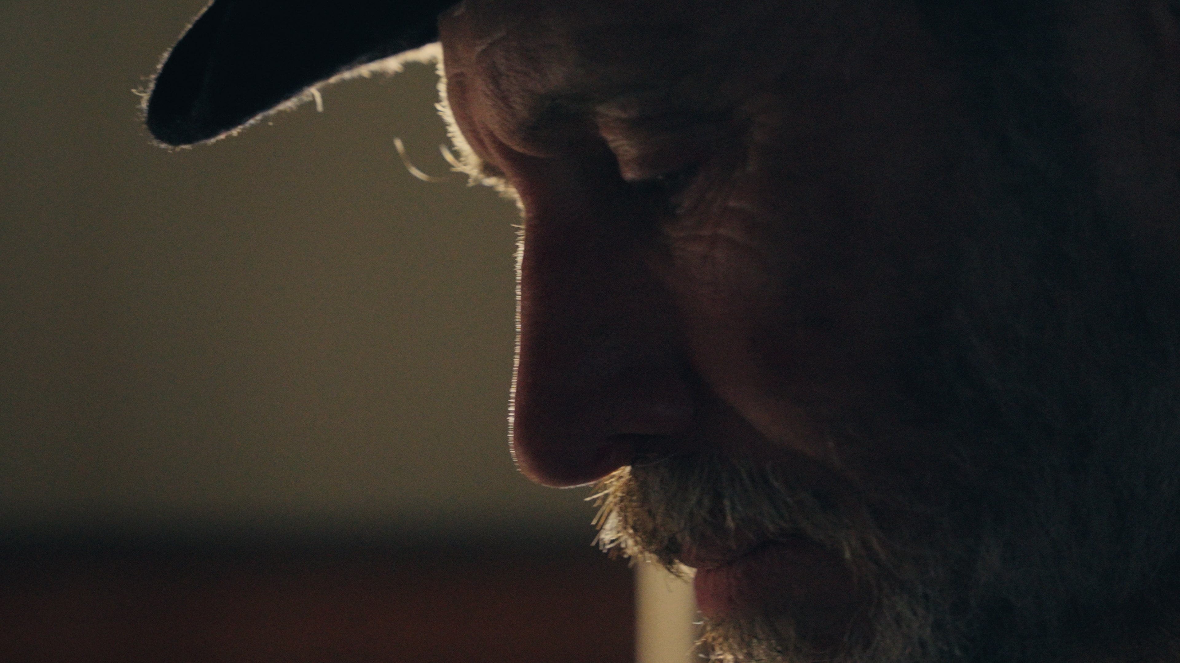 Documentary filming with little john close up