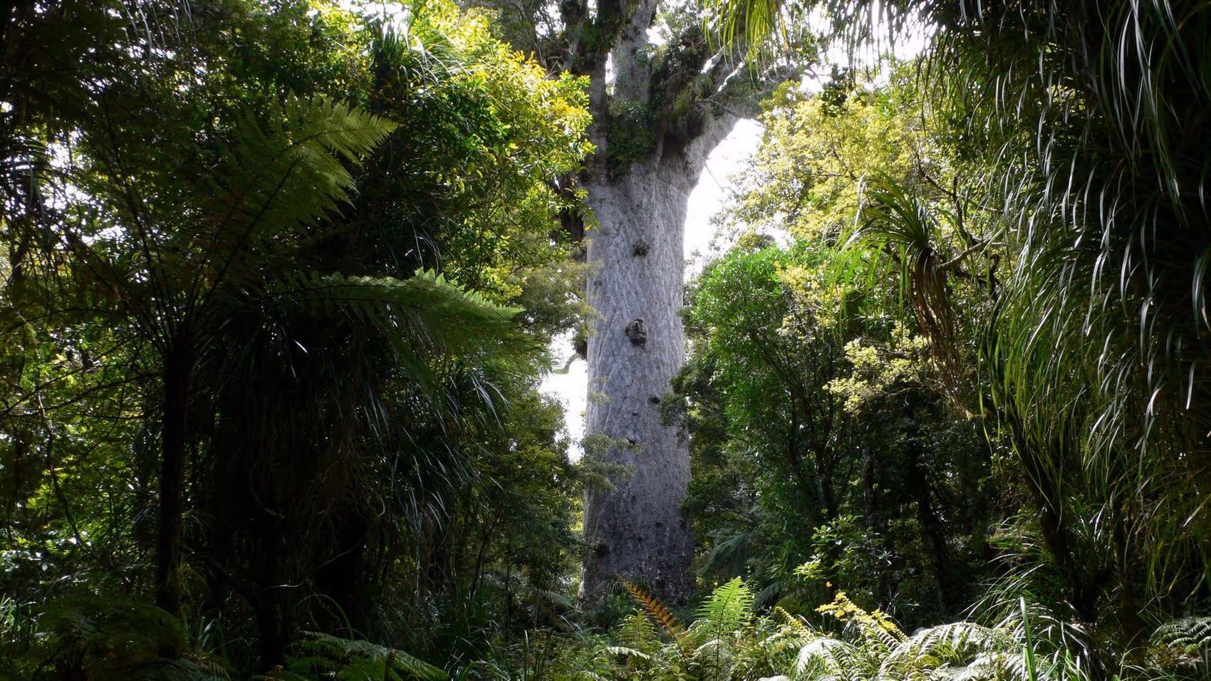 A towering, ancient tree surrounded by lush green foliage in a dense forest, capturing the serenity of nature.