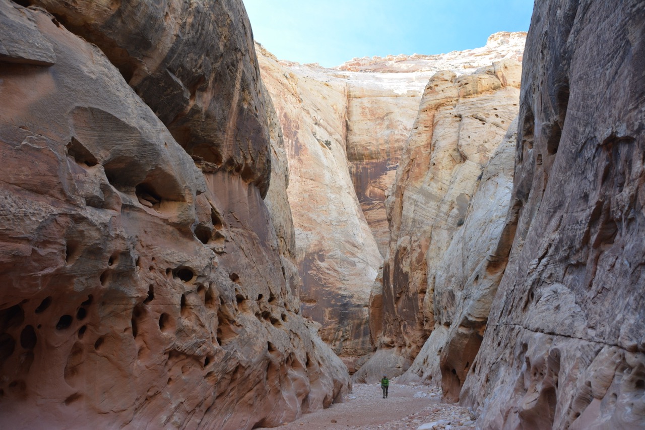 A hiker walking through the towering canyon walls of the Grand Wash Trail in Capitol Reef National Park.