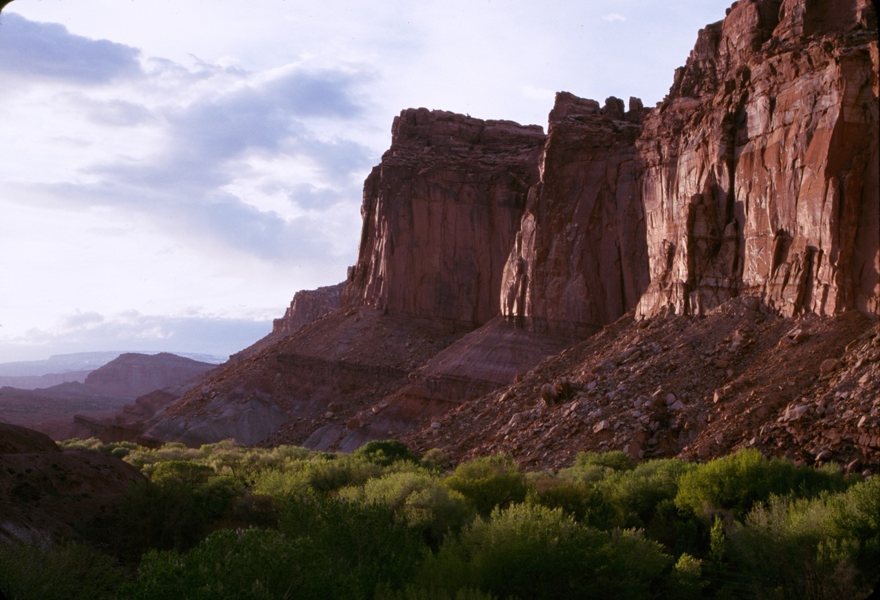 Towering red rock cliffs and desert vegetation in Capitol Reef National Park, Utah