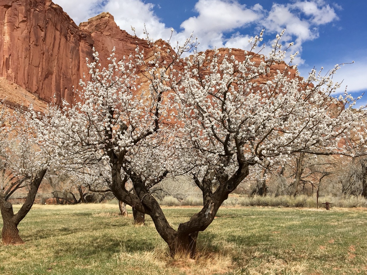 Blossoming fruit trees in the Fruita Historic District of Capitol Reef National Park during spring
