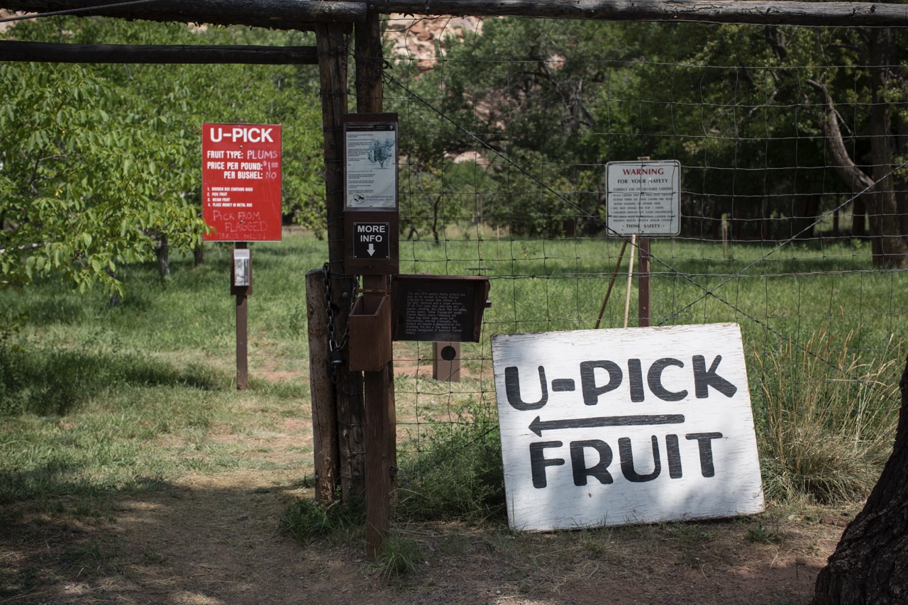 U-pick fruit sign marking historic orchards in the Fruita District of Capitol Reef National Park.