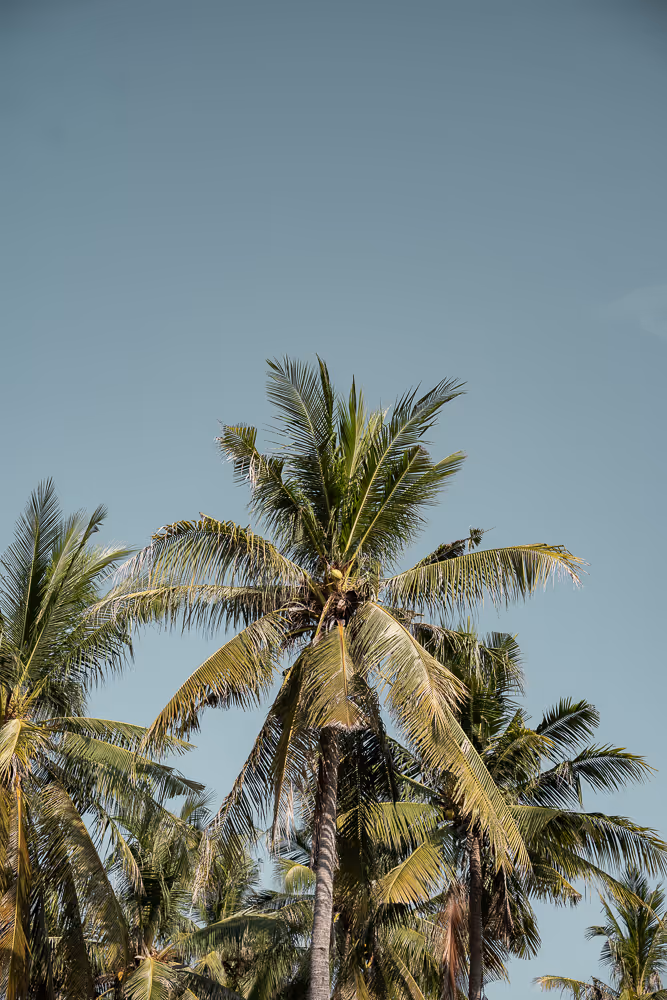 Palm tree view from the garden of Villa Kasih