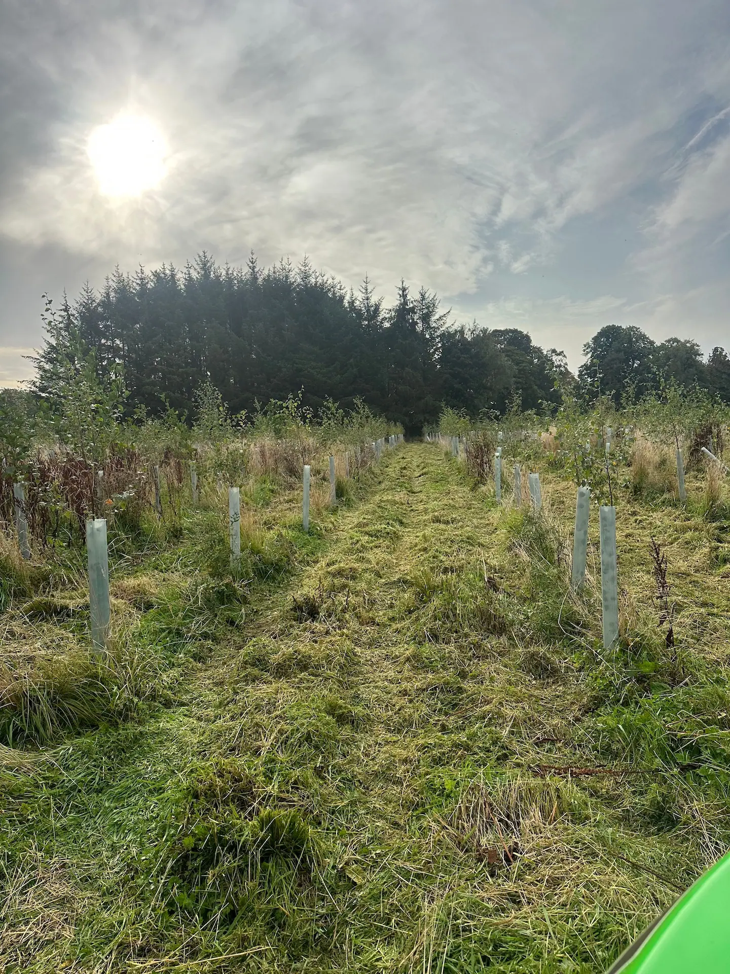 Early-stage woodland replanting with protected saplings following forestry works