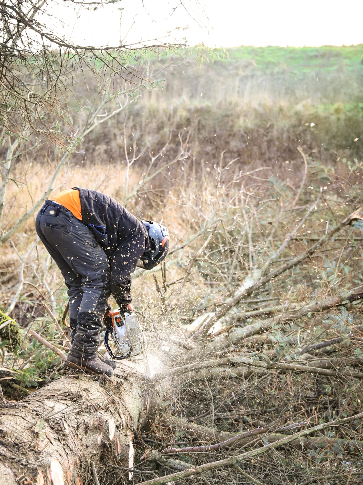 Professional chainsaw operator carrying out precision tree felling and woodland maintenance