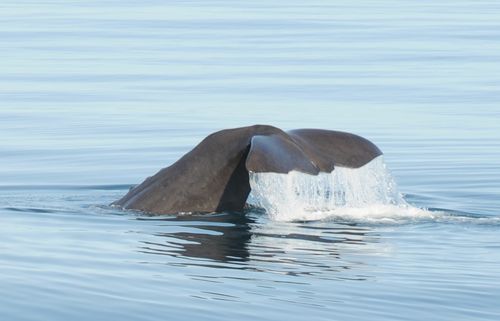 Whale Tour Skjervøy – Watch Arctic Whales in Their Natural Habitat