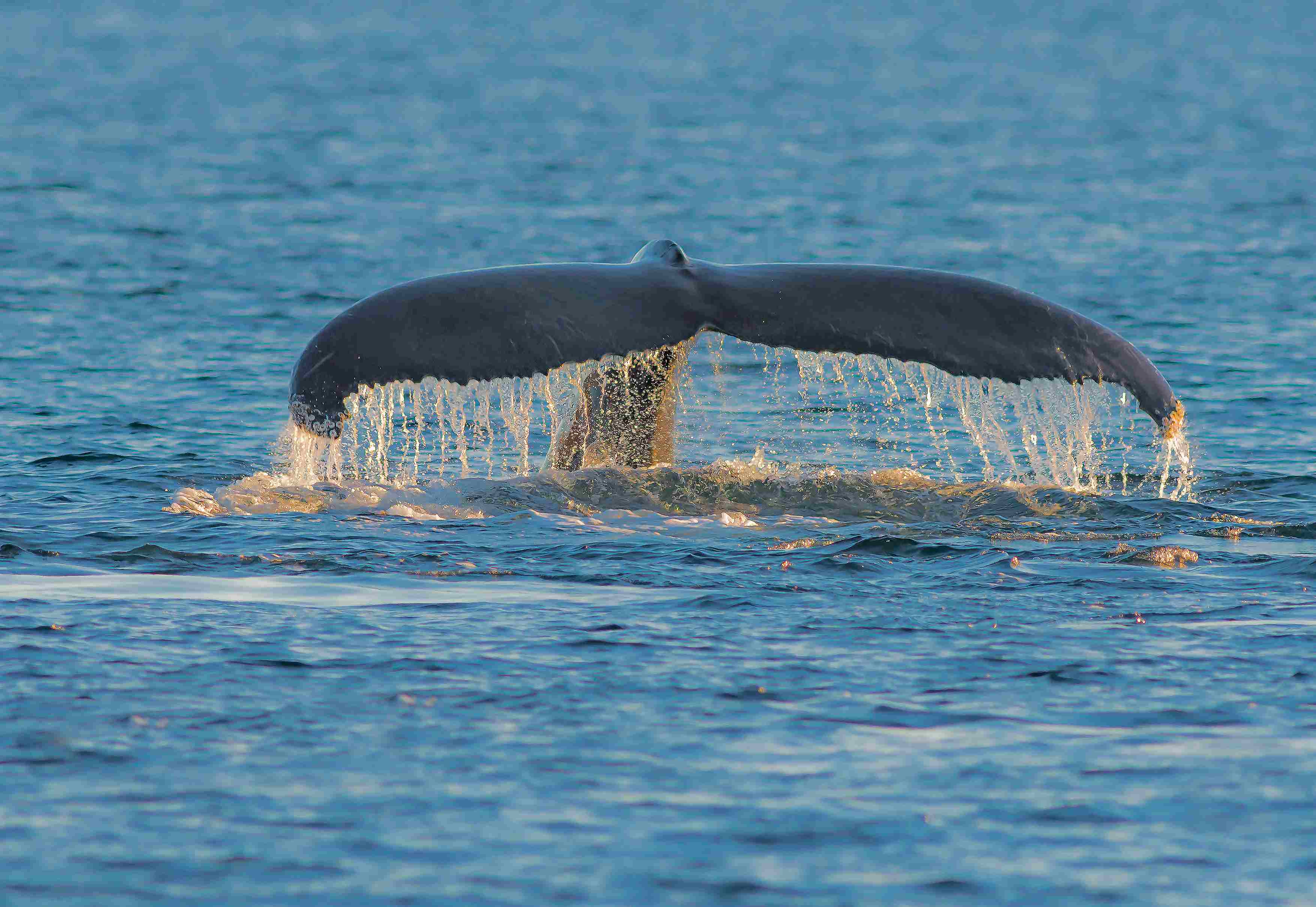 Whale Safari Skjervøy – An Arctic Adventure of a Lifetime