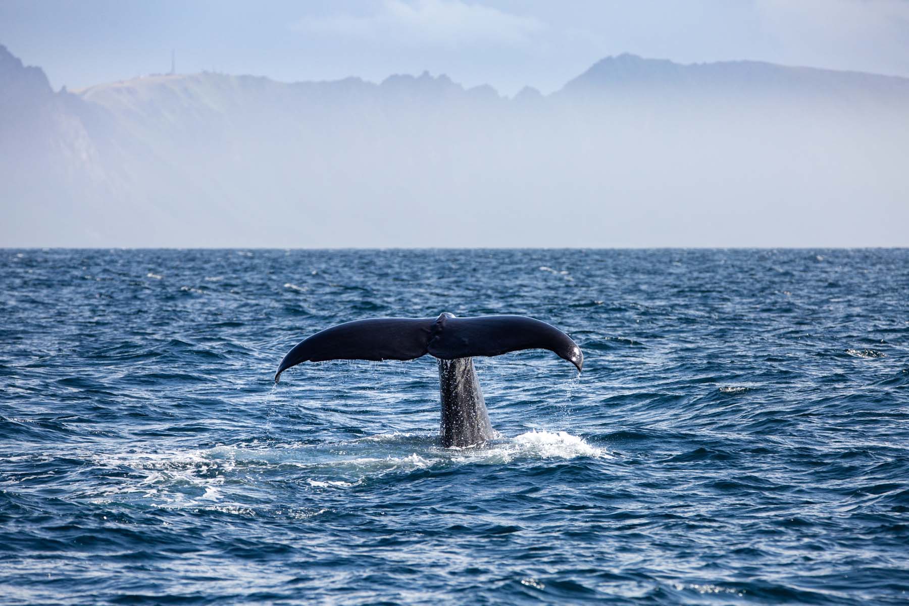 Avistamiento de ballenas en Noruega: una experiencia para toda la vida
