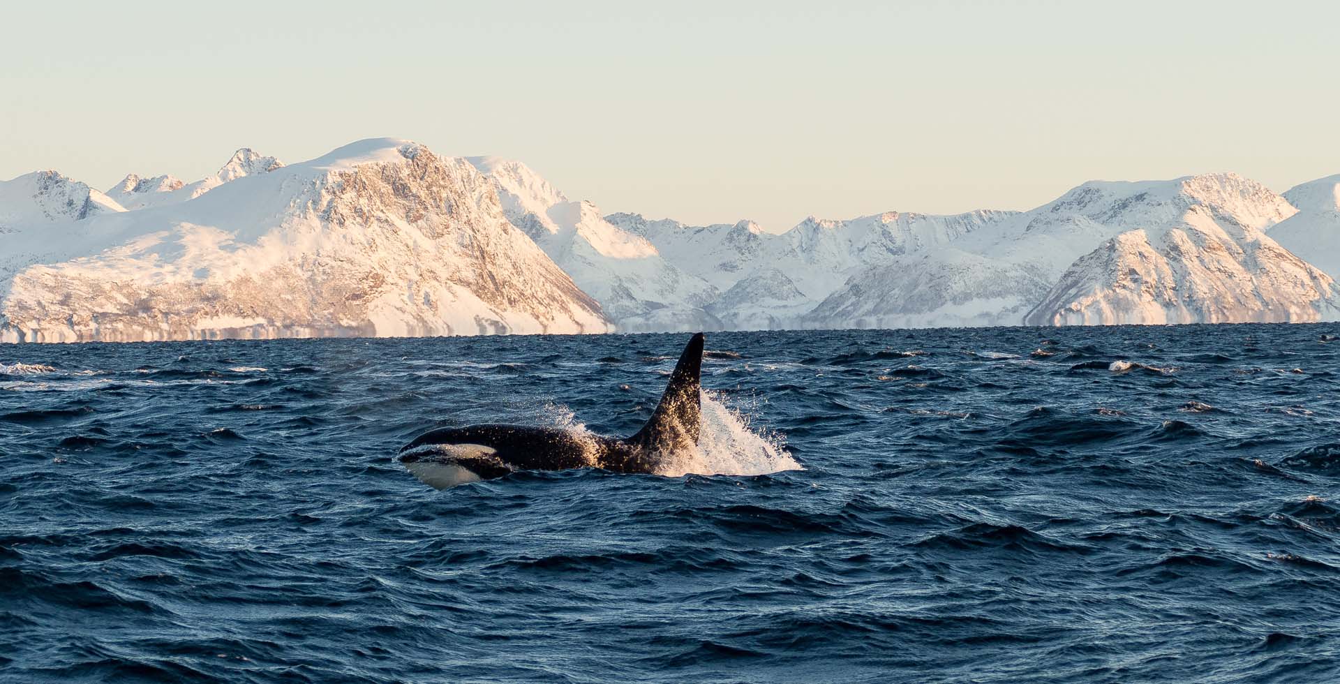 Avistamiento de ballenas en Lofoten: Una aventura ártica