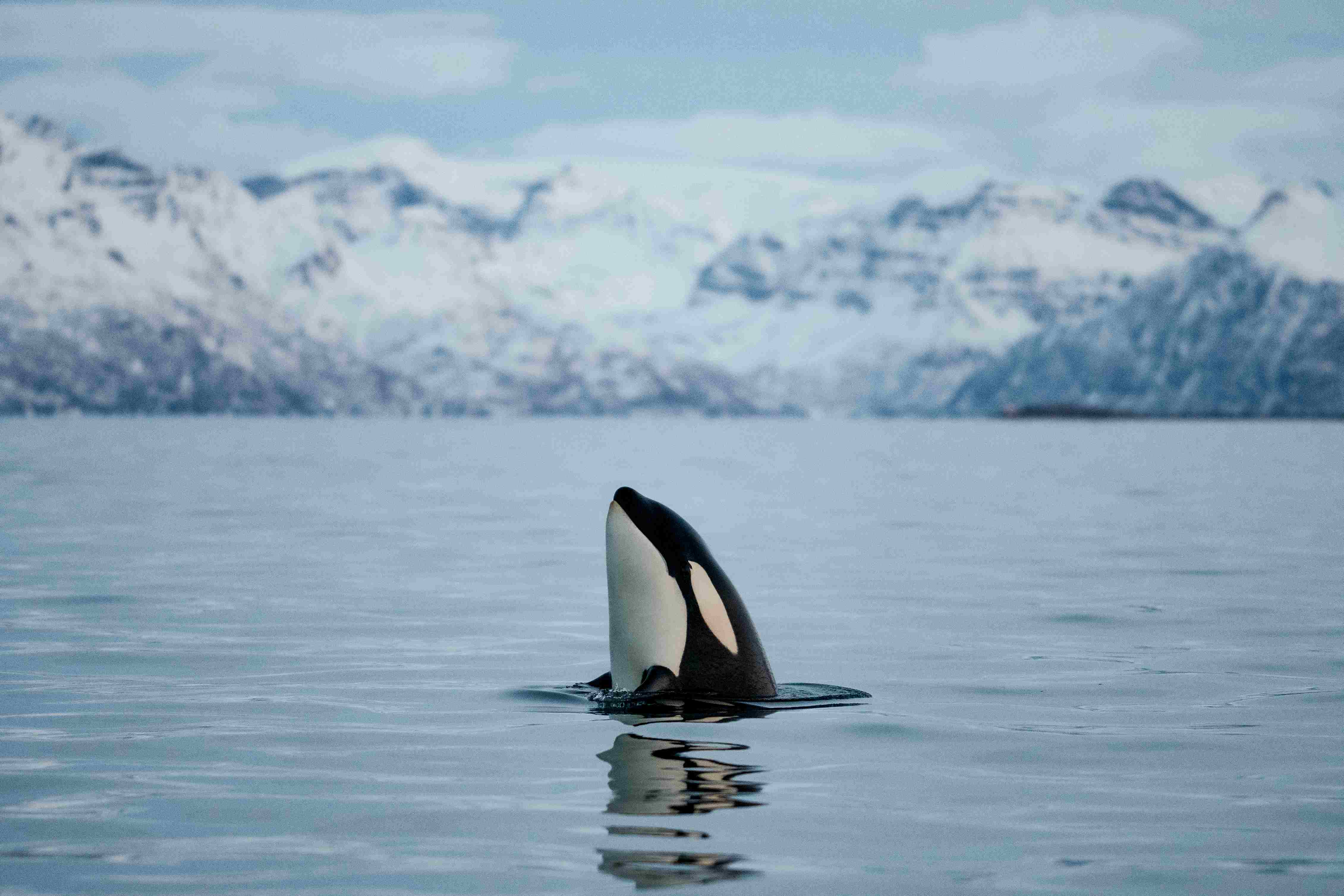 Safari de Ballenas en Tromsø – Aventuras Invernales Inolvidables de Avistamiento de Ballenas