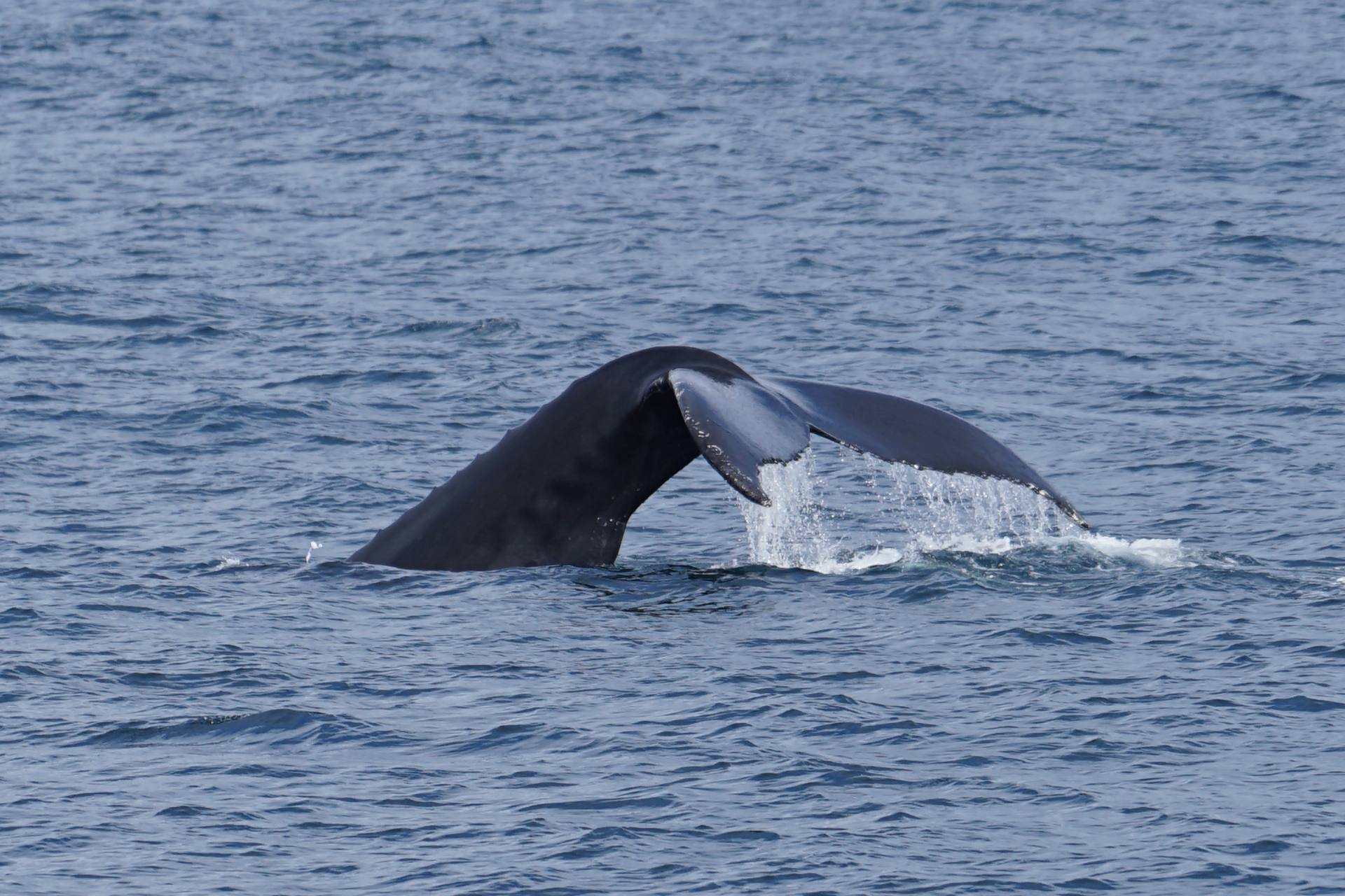 Tour de Ballenas en Andenes – Observación de Ballenas Inolvidable en el Ártico