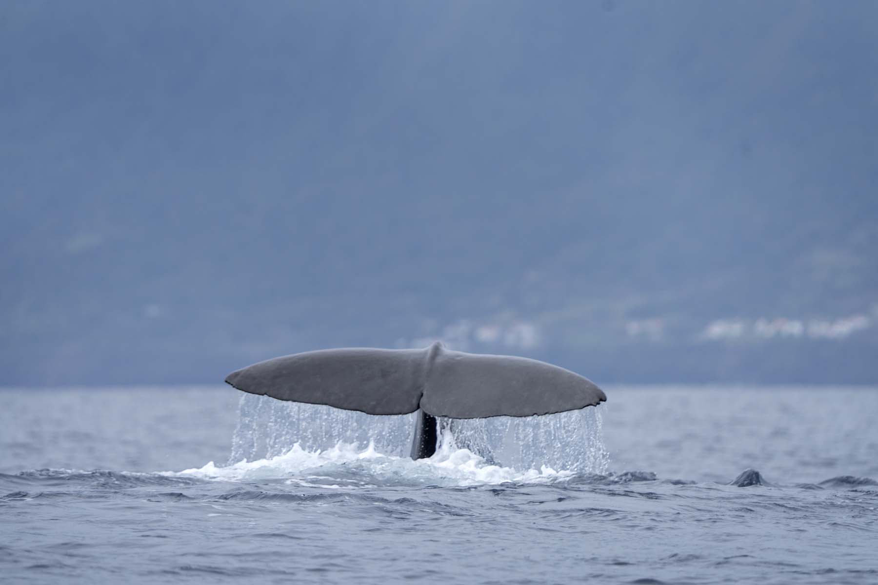 Avistamiento de ballenas en Noruega: Un viaje al mundo marino ártico