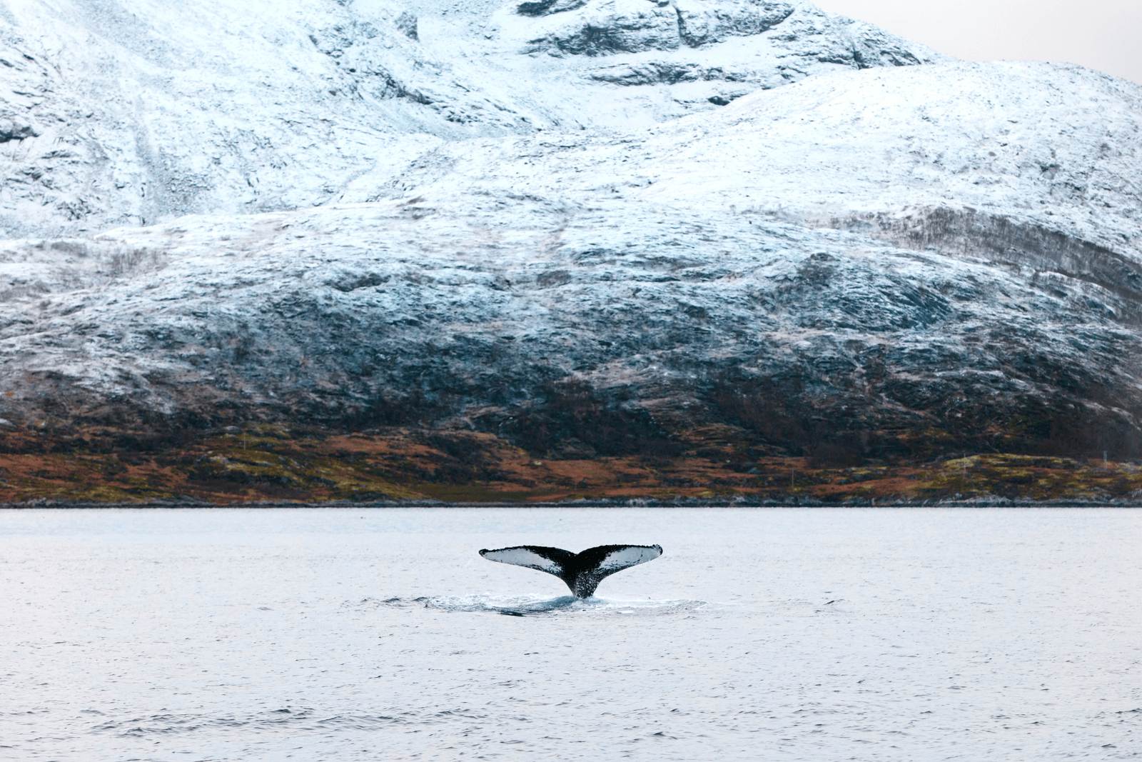 Winter Whale Safariin Tromsø: The Ultimate Family-Friendly Arctic Adventure