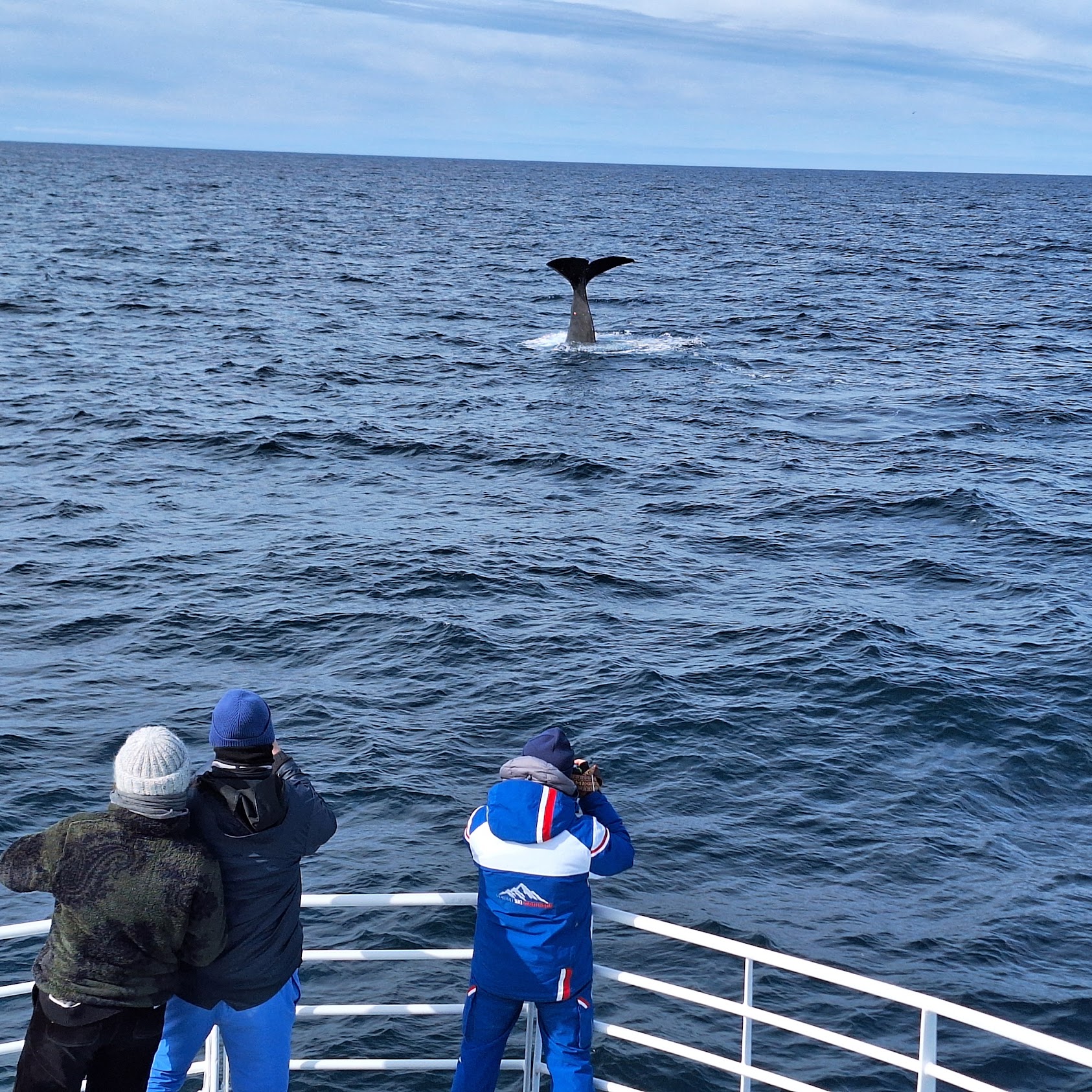 Discover Andenes whale watching