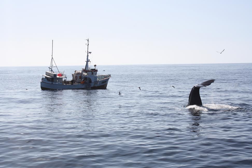 What to Expect on a Whale Watching Tour in Andenes