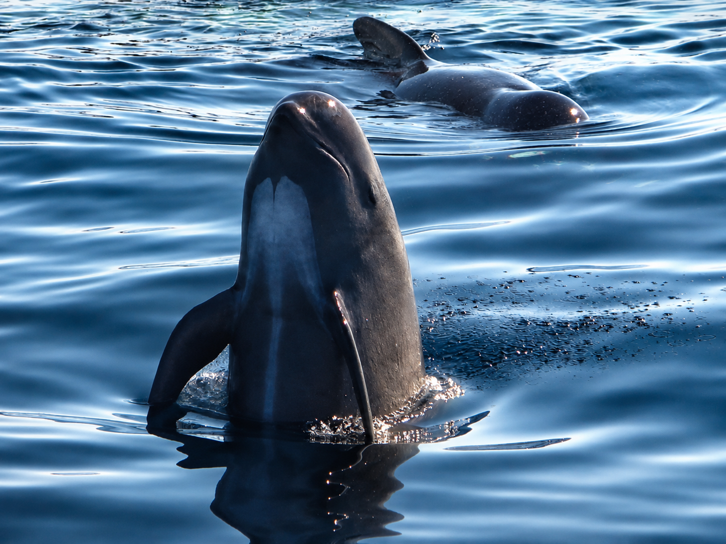 When Pilot Whales Visit Andenes: One of Northern Norway's Most Remarkable Wildlife Encounters