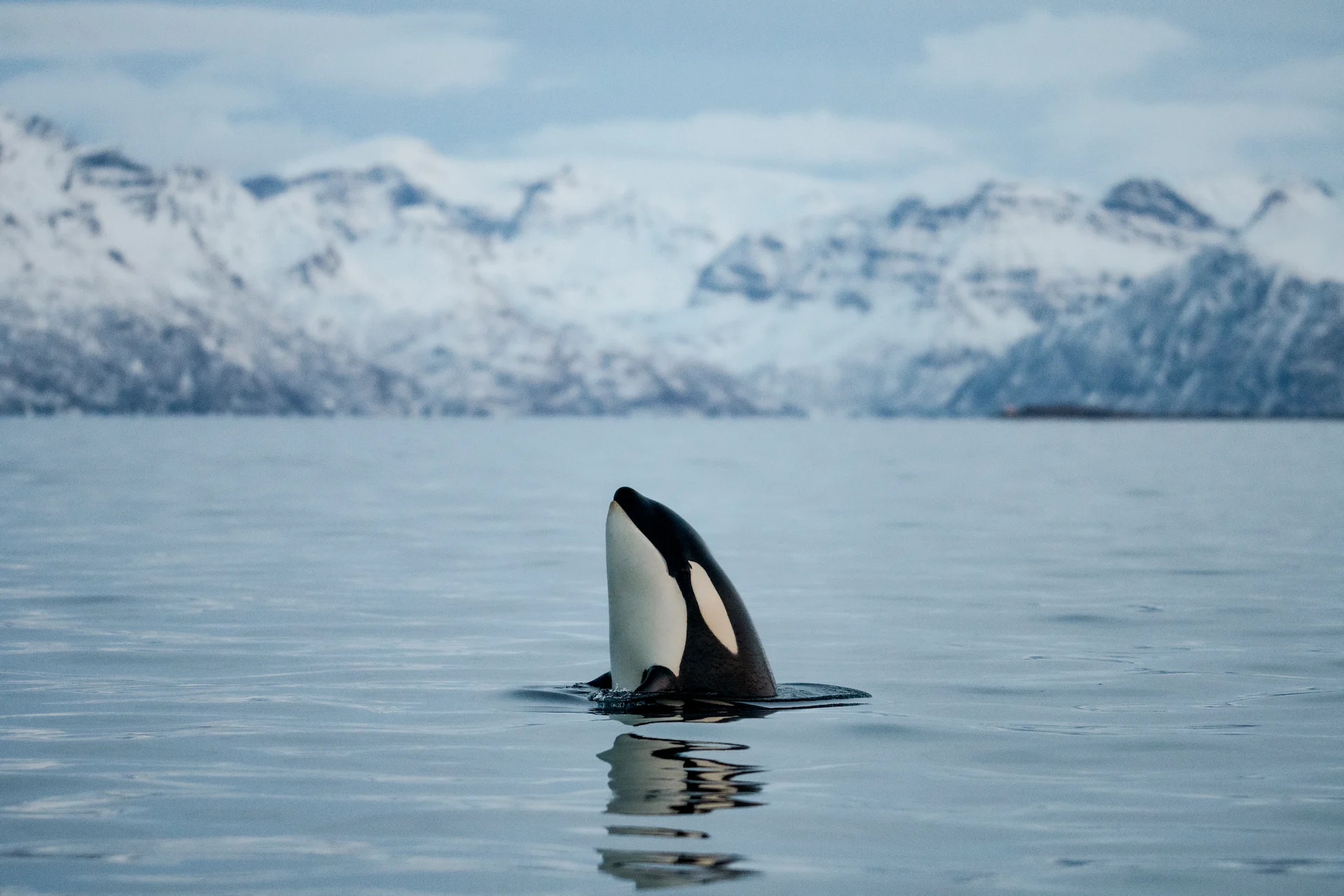 Where Is the Best Place for Whale Watching in Northern Norway?